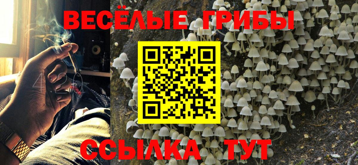 Галлюциногенные грибы Psilocybine cubensis Сафоново